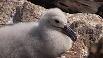 Black browed albatross (Thalassarche melanophris) chick thermoregulating with beak open, settling to rest at nest, West Point Island, Falkland Islands.