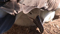 Close-up of a Black browed albatross (Thalassarche melanophris) chick underneath an incubating adult, West Point Island, Falkland Islands.