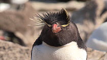 Southern rockhopper penguin (Eudyptes chrysocome) resting, opening and closing eye, New Island, Falkland Islands.