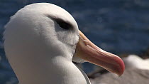 Close up of a Black browed albatross (Thalassarche melanophris) turning head and looking around, West Point Island, Falkland Islands.