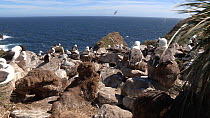 Wide angle shot of a mixed breeding colony of Southern rockhopper penguins (Eudyptes chrysocome) and Black browed albatrosses (Thalassarche melanophris), West Point Island, Falkland Islands.