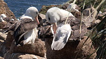 Black browed albatrosses (Thalassarche melanophris) preening on nests in a breeding colony, West Point Island, Falkland Islands.