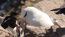 Black browed albatross (Thalassarche melanophris) pecking at a Southern rockhopper penguin (Eudyptes chrysocome) in a mixed breeding colony before settling on its nest, West Point Island, Falkland Isl...
