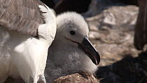 Close-up of a Black browed albatross (Thalassarche melanophris) preening its chick, chick looks up panting, thermoregulating, West Point Island, Falkland Islands.