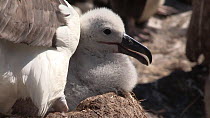 Tilt shot down from a Black browed albatross (Thalassarche melanophris) to its chick, West Point Island, Falkland Islands.