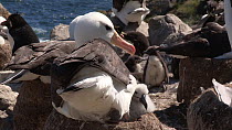 Black browed albatross (Thalassarche melanophris) and chick at nest in a mixed breeding colony, with Southern rockhopper penguin (Eudyptes chrysocome) chicks in the background, West Point Island, Falk...