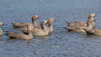Flock of Magellan geese (Chloephaga picta) swimming, West Point Island, Falkland Islands.