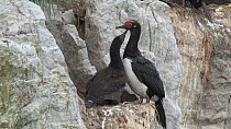 Magellan cormorant (Phalacrocorax magellanicus) feeding chick, Gypsy Cove, Stanley, Falkland Islands.