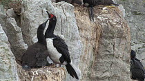 Tilt shot of a Magellan cormorant (Phalacrocorax magellanicus) preening its chick to another begging for food, Gypsy Cove, Stanley, Falkland Islands.