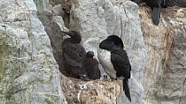 Two Magellan cormorant (Phalacrocorax magellanicus) chicks preening on a nest ledge, with an adult resting nearby, Gypsy Cove, Stanley, Falkland Islands.
