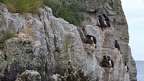 Wide angle shot of a  Magellan cormorant (Phalacrocorax magellanicus) breeding site, with chicks and adults on nest ledges, Gypsy Cove, Stanley, Falkland Islands.