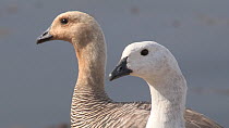 Close up of a pair of Magellan geese (Chloephaga picta) walking and looking around, West Point Island, Falkland Islands.