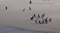 Wide angle shot of a group of Magellanic penguins (Spheniscus magellanicus) preening on a beach, Gypsy Cove, Stanley, Falkland Islands.