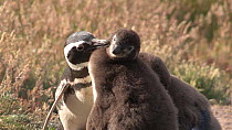 Magellanic penguin (Spheniscus magellanicus) preening chick, Gypsy Cove, Stanley, Falkland Islands.