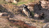 Magellanic penguin (Spheniscus magellanicus) walking, chasing a Magellan goose (Chloephaga picta), Gypsy Cove, Stanley, Falkland Islands.