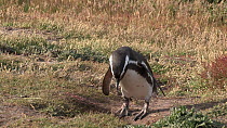 Magellanic penguin (Spheniscus magellanicus) entering a burrow, Gypsy Cove, Stanley, Falkland Islands.