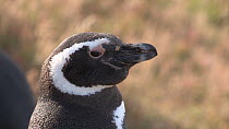 Magellanic penguin (Spheniscus magellanicus) shaking moisture from feathers and looking around, Gypsy Cove, Stanley, Falkland Islands.