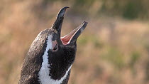 Magellanic penguin (Spheniscus magellanicus) shaking moisture from feathers and vocalising, Gypsy Cove, Stanley, Falkland Islands.