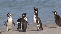 Magellanic penguin (Spheniscus magellanicus) vocalising, Gypsy Cove, Stanley, Falkland Islands.