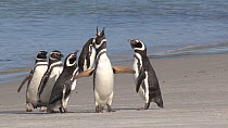 Magellanic penguins (Spheniscus magellanicus) displaying on a beach, Gypsy Cove, Stanley, Falkland Islands.