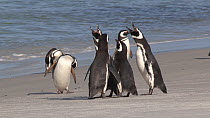 Magellanic penguins (Spheniscus magellanicus) coming ashore, with another group displaying and vocalising on the beach, Gypsy Cove, Stanley, Falkland Islands.