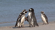Group of Magellanic penguins (Spheniscus magellanicus) displaying on the shore, Gypsy Cove, Stanley, Falkland Islands.