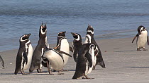 Group of Magellanic penguins (Spheniscus magellanicus) displaying, vocalising and preening on the shore, Gypsy Cove, Stanley, Falkland Islands.