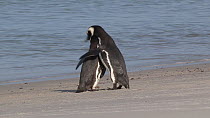 Pair of Magellanic penguins (Spheniscus magellanicus) attempting to mate, Gypsy Cove, Stanley, Falkland Islands.