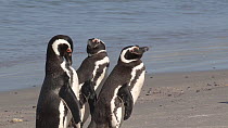 Group of Magellanic penguins (Spheniscus magellanicus) preening on a beach, Gypsy Cove, Stanley, Falkland Islands.