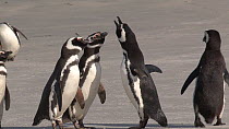 Group of Magellanic penguins (Spheniscus magellanicus) displaying and preening on a beach, Gypsy Cove, Stanley, Falkland Islands.
