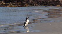 Magellanic penguin (Spheniscus magellanicus) coming ashore and preening, Gypsy Cove, Stanley, Falkland Islands.