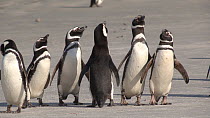 Group of Magellanic penguins (Spheniscus magellanicus) displaying on a beach, Gypsy Cove, Stanley, Falkland Islands.