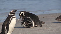 Pair of Magellanic penguins (Spheniscus magellanicus) trying to mate, Gypsy Cove, Stanley, Falkland Islands.