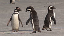 Group of Magellanic penguins (Spheniscus magellanicus) displaying on a beach, Gypsy Cove, Stanley, Falkland Islands.