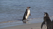 Magellanic penguin (Spheniscus magellanicus) coming ashore, shaking moisture from feathers and preening, Gypsy Cove, Stanley, Falkland Islands.