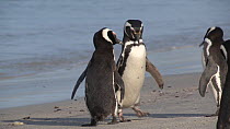 Pair of Magellanic penguins (Spheniscus magellanicus) displaying on a beach, Gypsy Cove, Stanley, Falkland Islands.