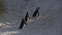 Three Magellanic penguins (Spheniscus magellanicus) climbing up a sand dune, Gypsy Cove, Stanley, Falkland Islands.
