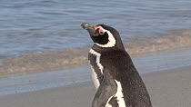Tilt shot up a Magellanic penguin (Spheniscus magellanicus) resting on a beach, Gypsy Cove, Stanley, Falkland Islands.
