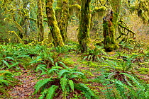 Hoh Rain Forest,  Hall of Mosses Trail, Olympic National Park, Washington, USA, March 2015.