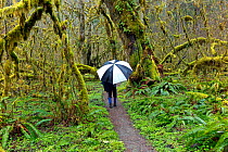 Person with umbrella hiking along the Hoh River Trail in Olympic National Park, Washington, USA, March 2015. Model released.