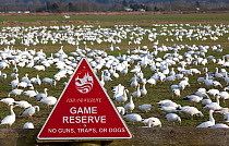 Snow geese (Chen caerulescens) grazing near sign for Fish and Wildlife Game Reserve, near the town of La Conner, Skaget Valley, Washington, USA, February.