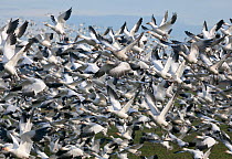 Snow geese (Chen caerulescens) taking off, near the town of La Conner, Skaget Valley, Washington, USA, February.