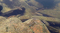 Shoal of Minnows (Phoxinus phoxinus) swimming and feeding in the River Wye, Wales, UK, July.