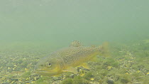 Brown trout (Salmo trutta) swimming in the River Kennet, Berkshire, England, UK, September.