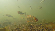 Mixed shoal of Dace (Leuciscus leuciscus) and Roach (Rutilus rutilus) in the River Sheppey, Somerset, England, UK, September.