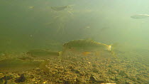 Mixed shoal of Dace (Leuciscus leuciscus) and Roach (Rutilus rutilus) in the River Sheppey, Somerset, England, UK, September.
