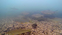 Mixed shoal of Dace (Leuciscus leuciscus) and Roach (Rutilus rutilus)  in the River Kennet, Berkshire, England, UK, March.