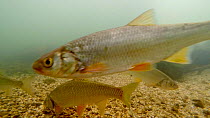 Mixed shoal of Dace (Leuciscus leuciscus) and Roach (Rutilus rutilus)  in the River Kennet, Berkshire, England, UK, March.
