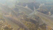 Shoal of Dace (Leuciscus leuciscus) feeding in the River Kennet, Berkshire, England, UK, March.