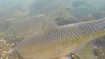 Shoal of Dace (Leuciscus leuciscus) feeding in the River Kennet, Berkshire, England, UK, March.